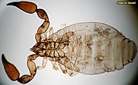 Pseudoscorpion whole mount