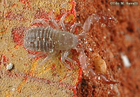 Pseudoscorpion