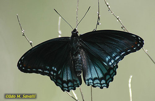 Red-spotted Purple