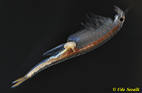 RT Fairy Shrimp