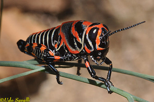 Rainbow Grasshopper