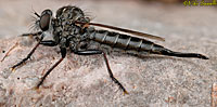 Robber Fly