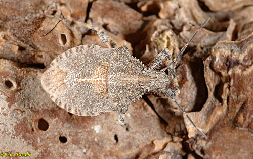 Rough Stink Bug