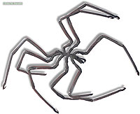 Sea Spider specimen