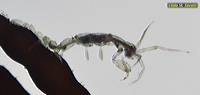 Skeleton Shrimp