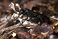 Spider Wasp