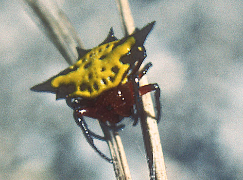 Spiny Orbweaver