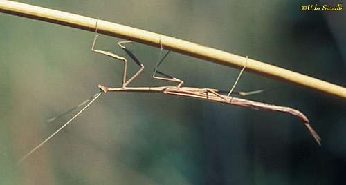 Stick Mantis