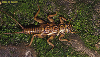 Stonefly Naiad