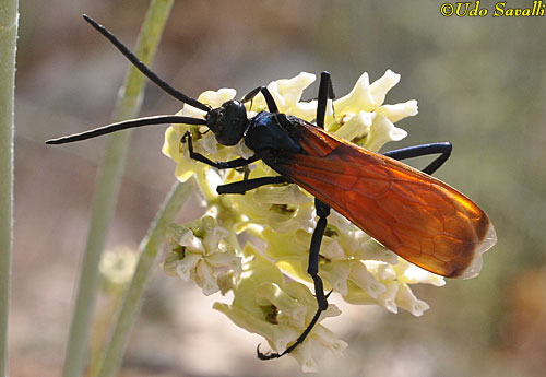 Tarantula Hawk