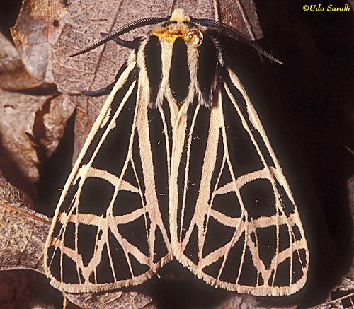 Tiger Moth