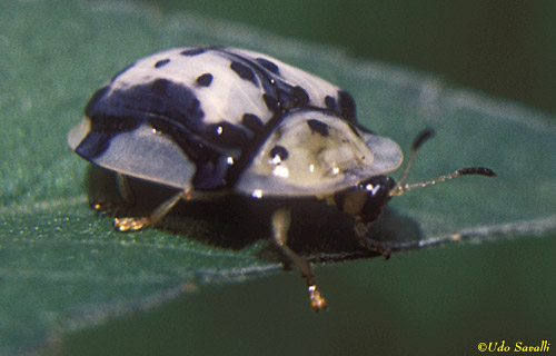 Tortoise Beetle