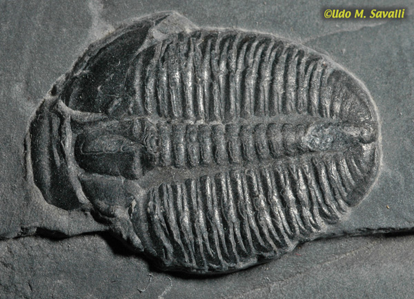 Trilobite fossil