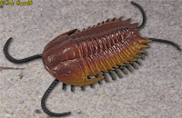 Trilobite Model