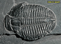 Trilobite