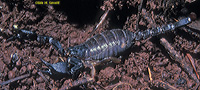 Uroctonus Scorpion