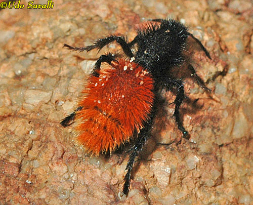 Velvet Ant