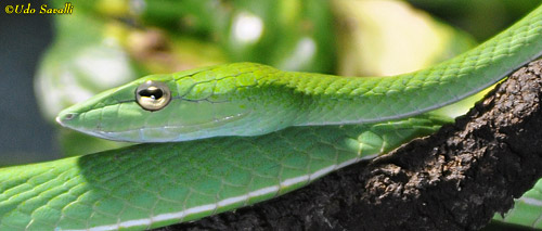 vine snake