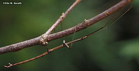 Walkingstick