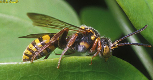 Vespid Wasp