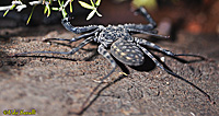 Whip Spider