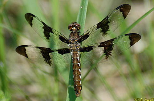 Common Whitetail