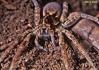 Wolf Spider