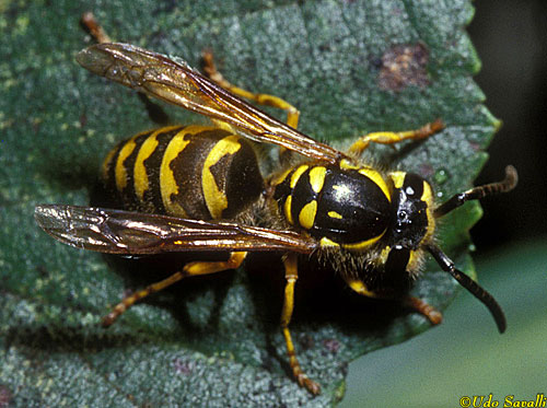 Yellowjacket