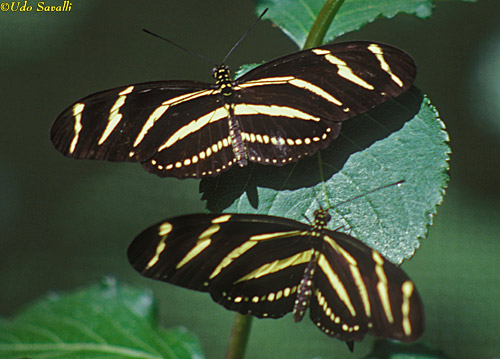 Zebra Longwing