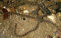 Banded Brittlestar