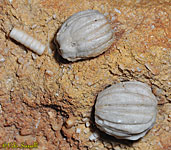 Blastoid fossil