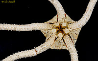 Brittlestar ventral view