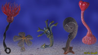 Crinoid Models