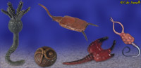 Crinoid Models