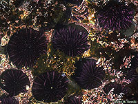 Purple Urchins