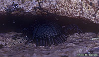 Shingle Urchin