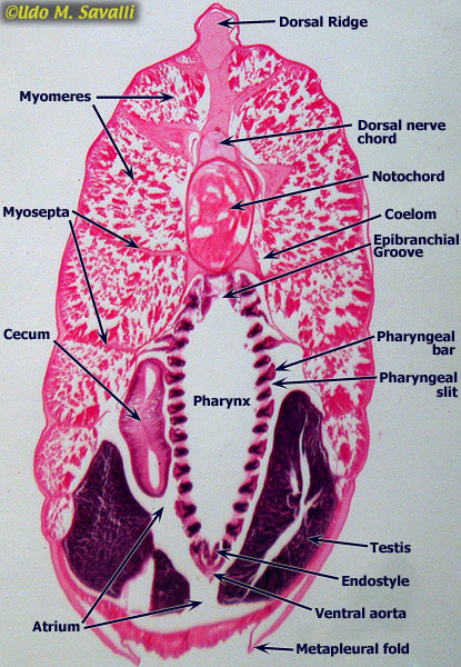 BIO385-Chordates