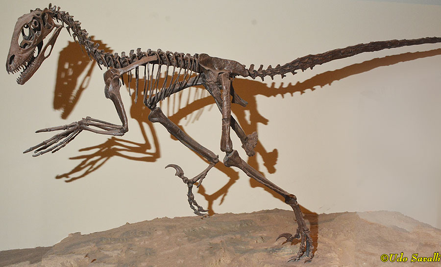 Deinonychus