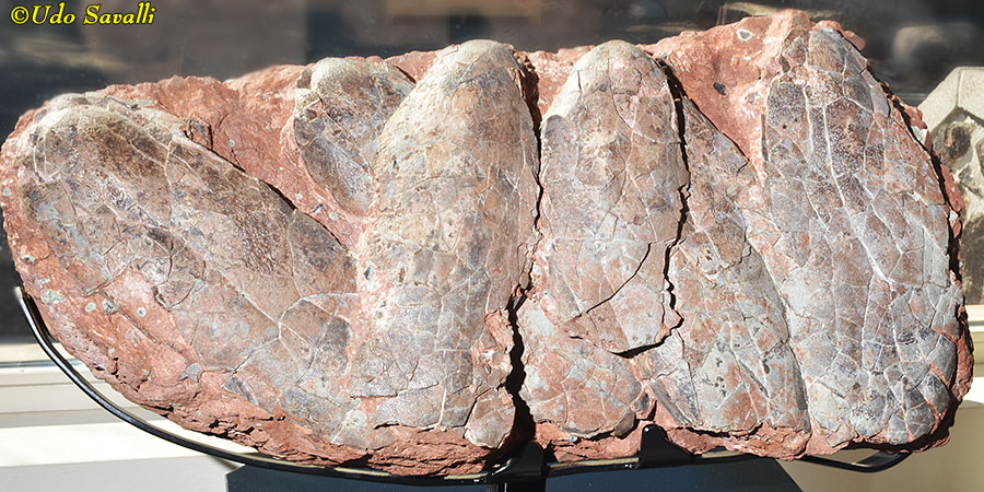 Gigantoraptor eggs