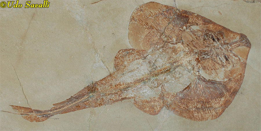 guitarfish