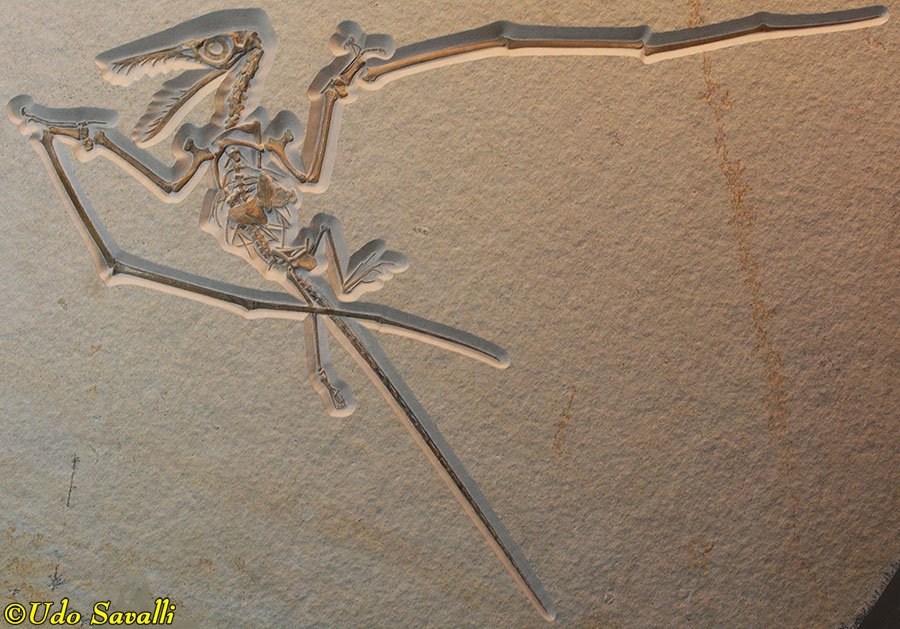 Rhamphorhynchus 3